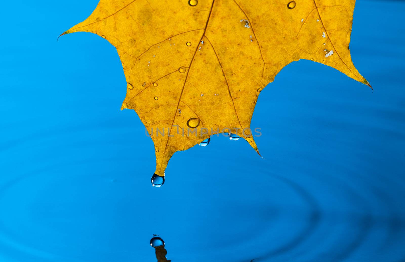 Yellow Leaf and Water Drop with Reflection