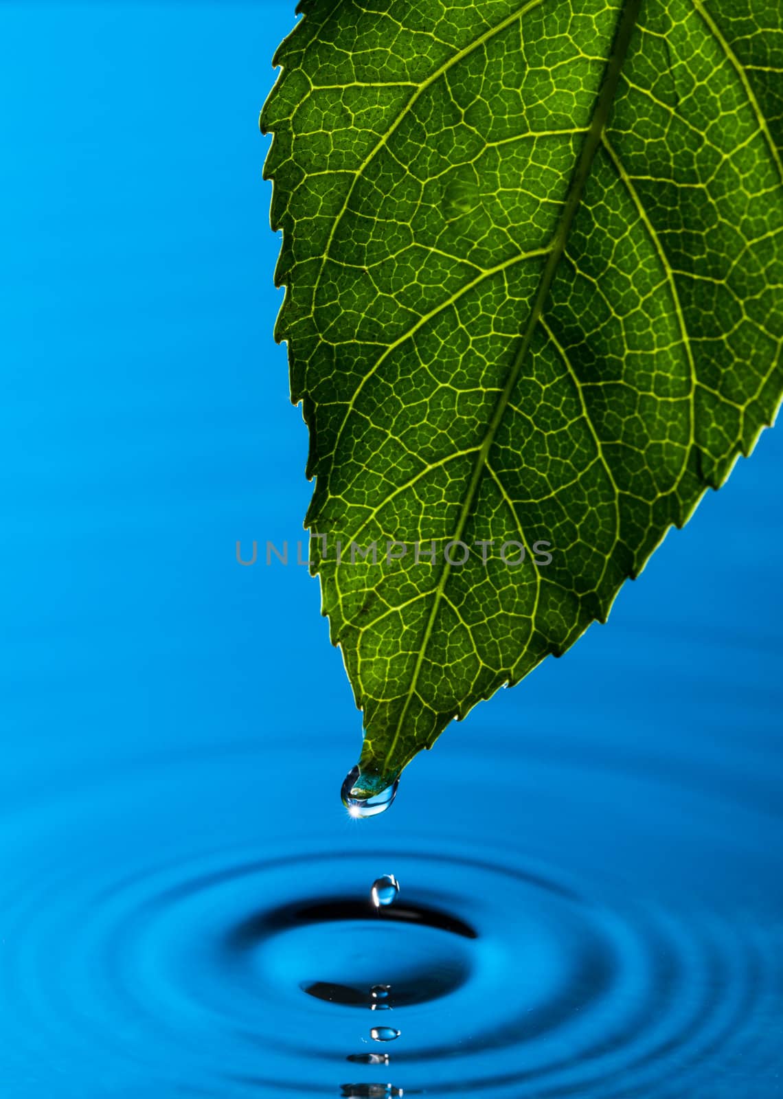 Green Leaf and Water Drop with Reflection