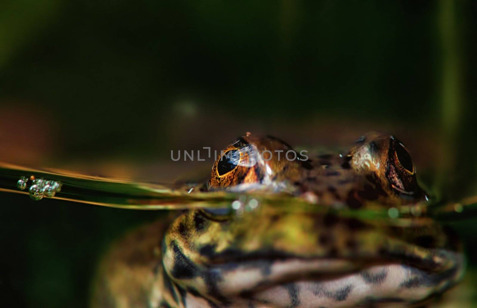 frog or toad in water by clearviewstock