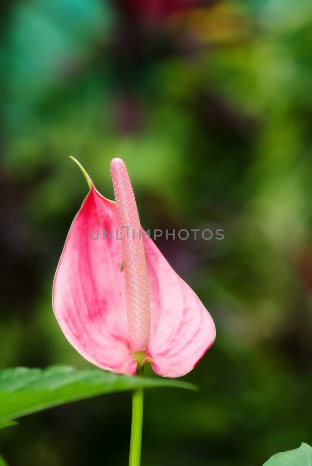 beautiful pink arum lily in the garden