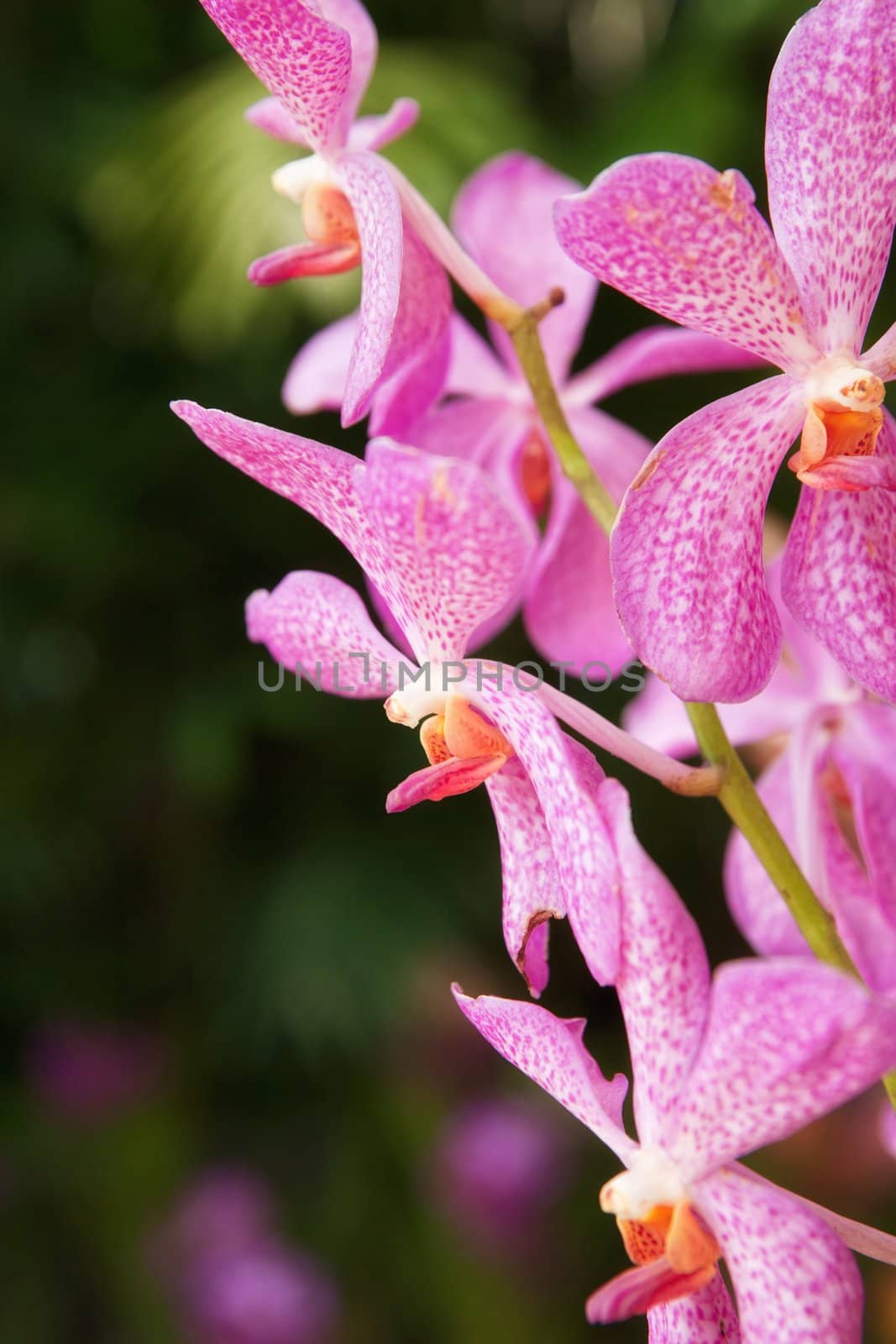 pink orchid flowers by clearviewstock
