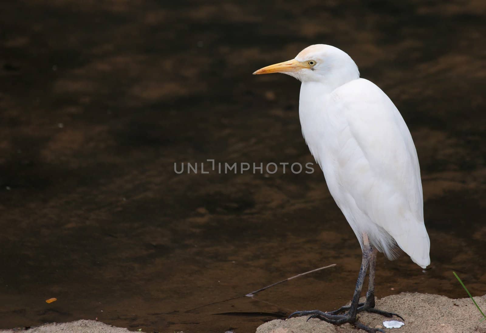white cattle egret by clearviewstock