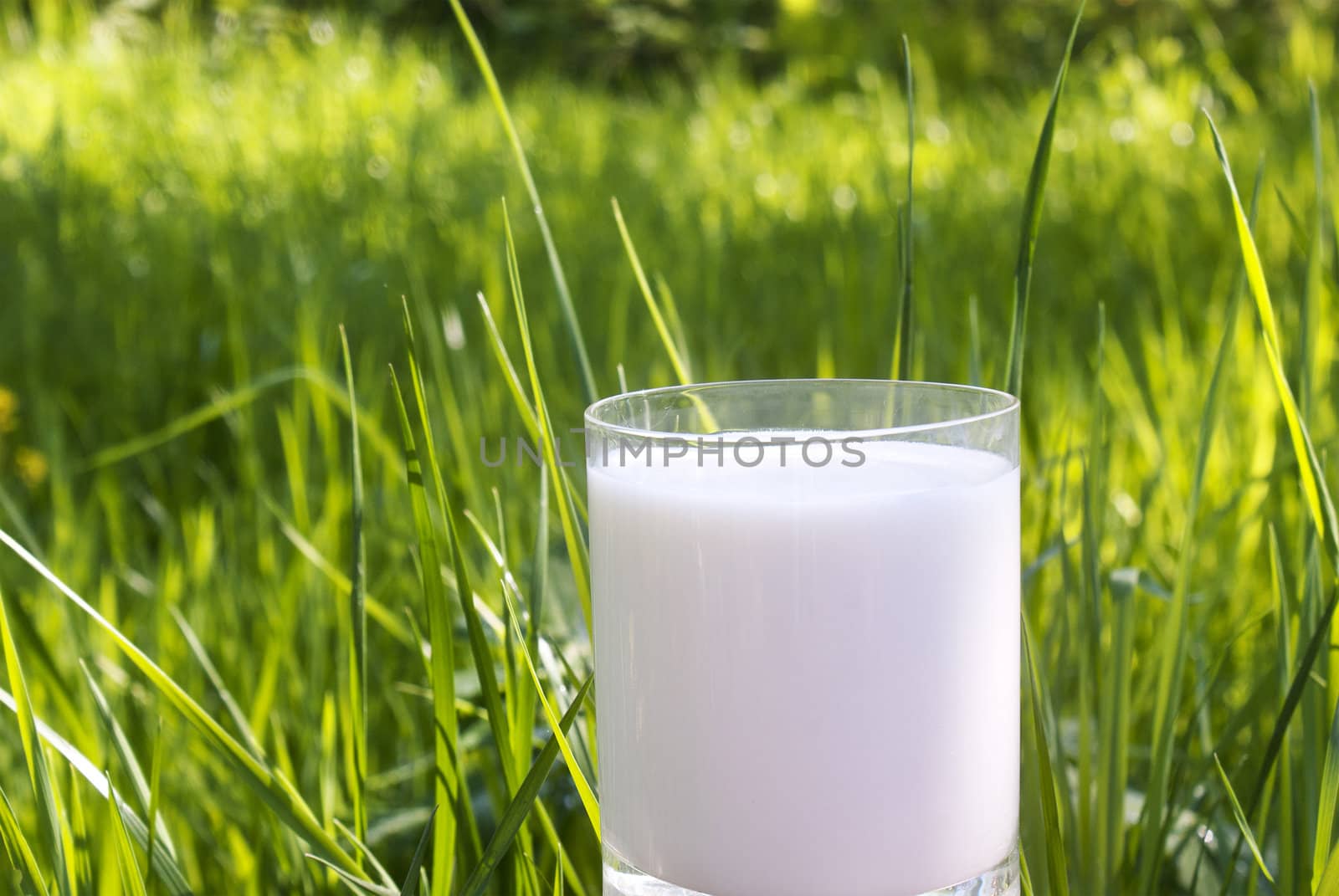 Fresh milk over green grass background