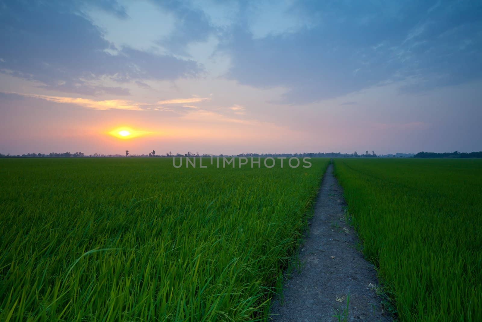 Rice sunset farm landscape sky beautiful field