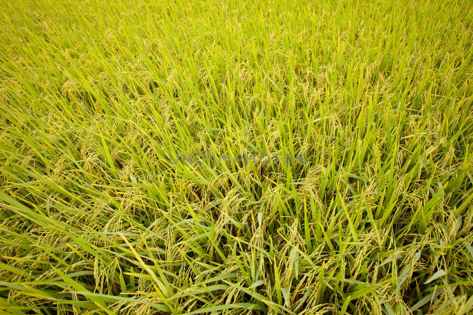 paddy rice by witthaya