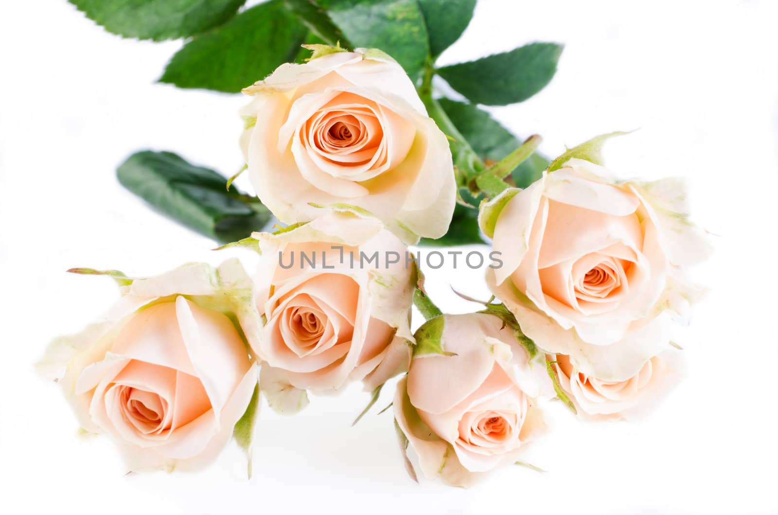 Beautyful roses bouquet on white background