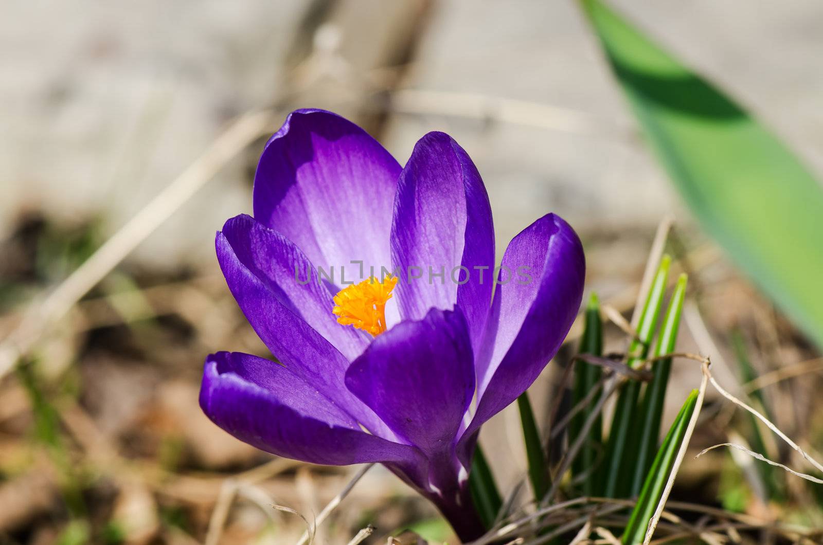 Crocus in the spring time