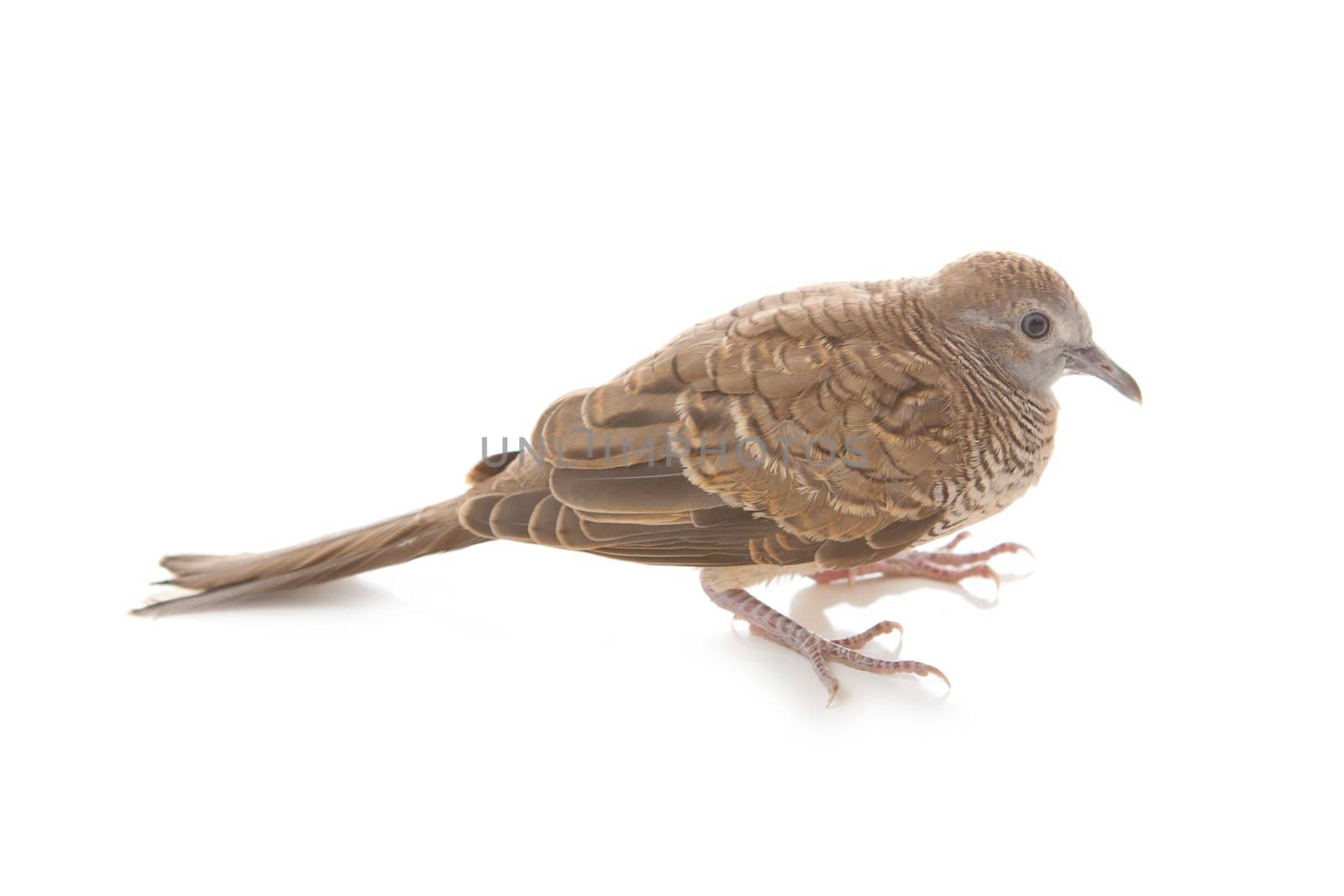 Portrait of zebra dove isolated on white background