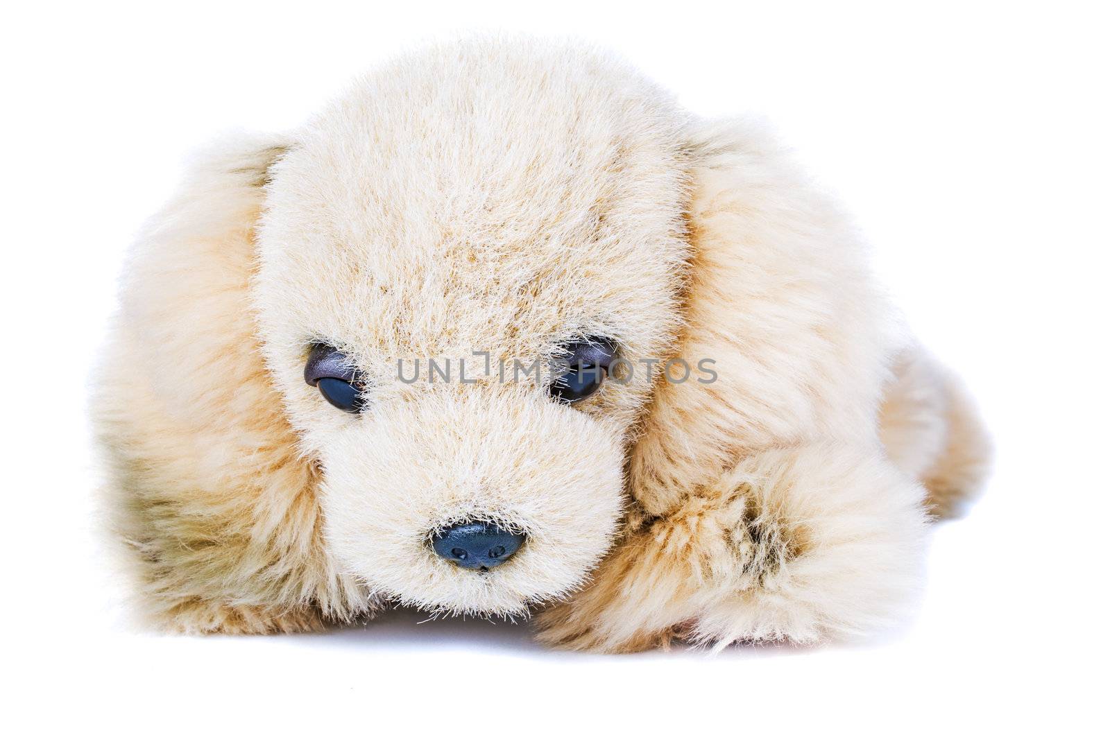 Soft plush toy dog isolated