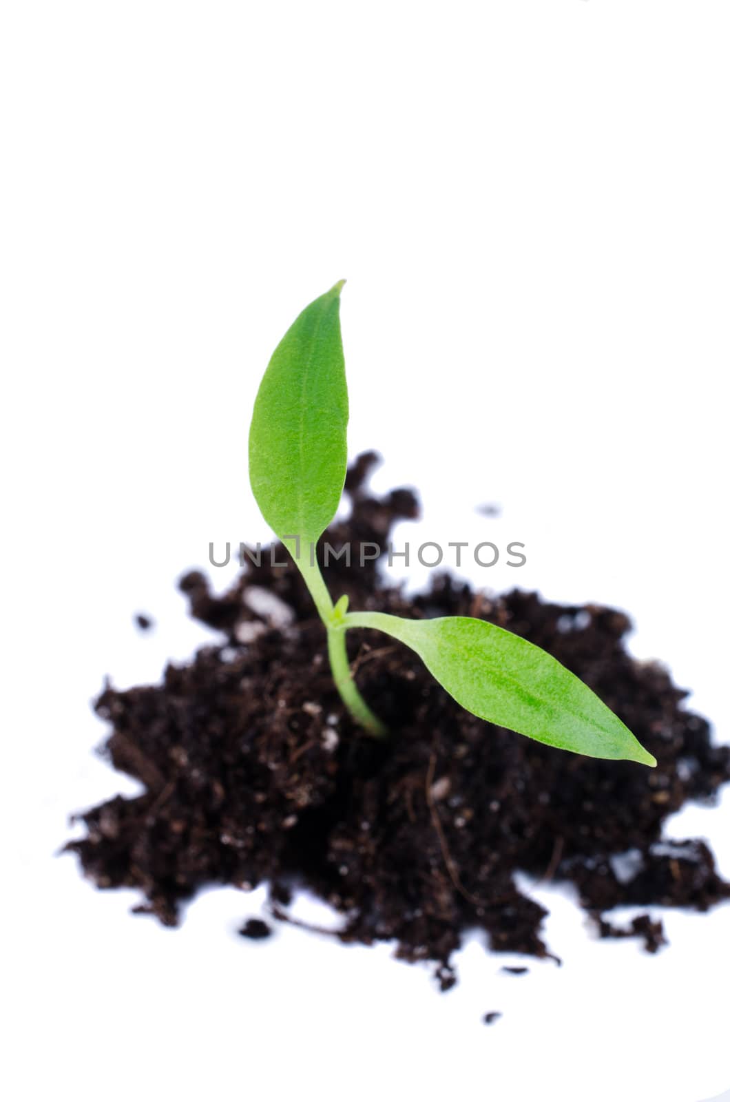 Green sprout on white background
