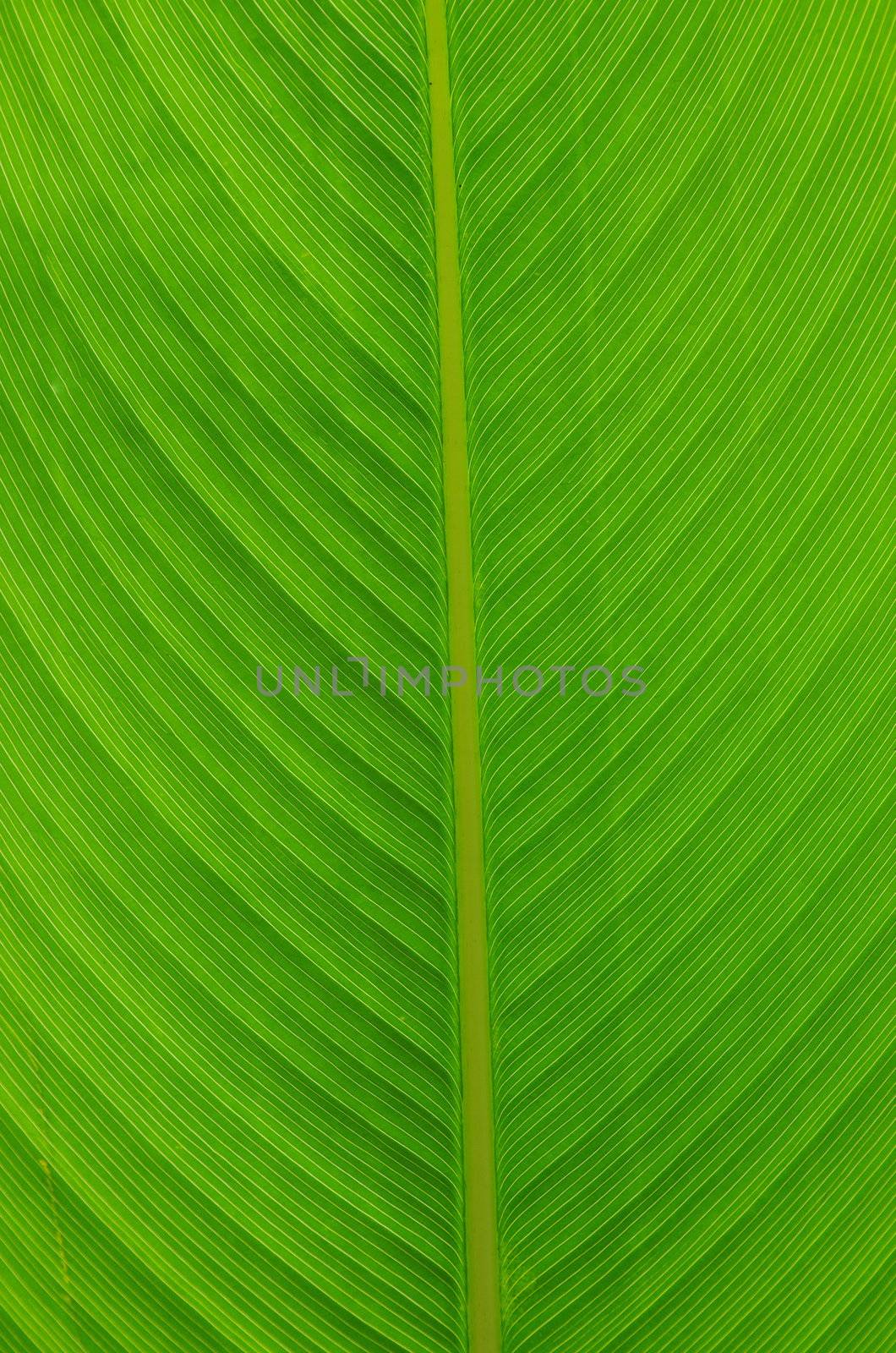 green leaf texture of a plant close up