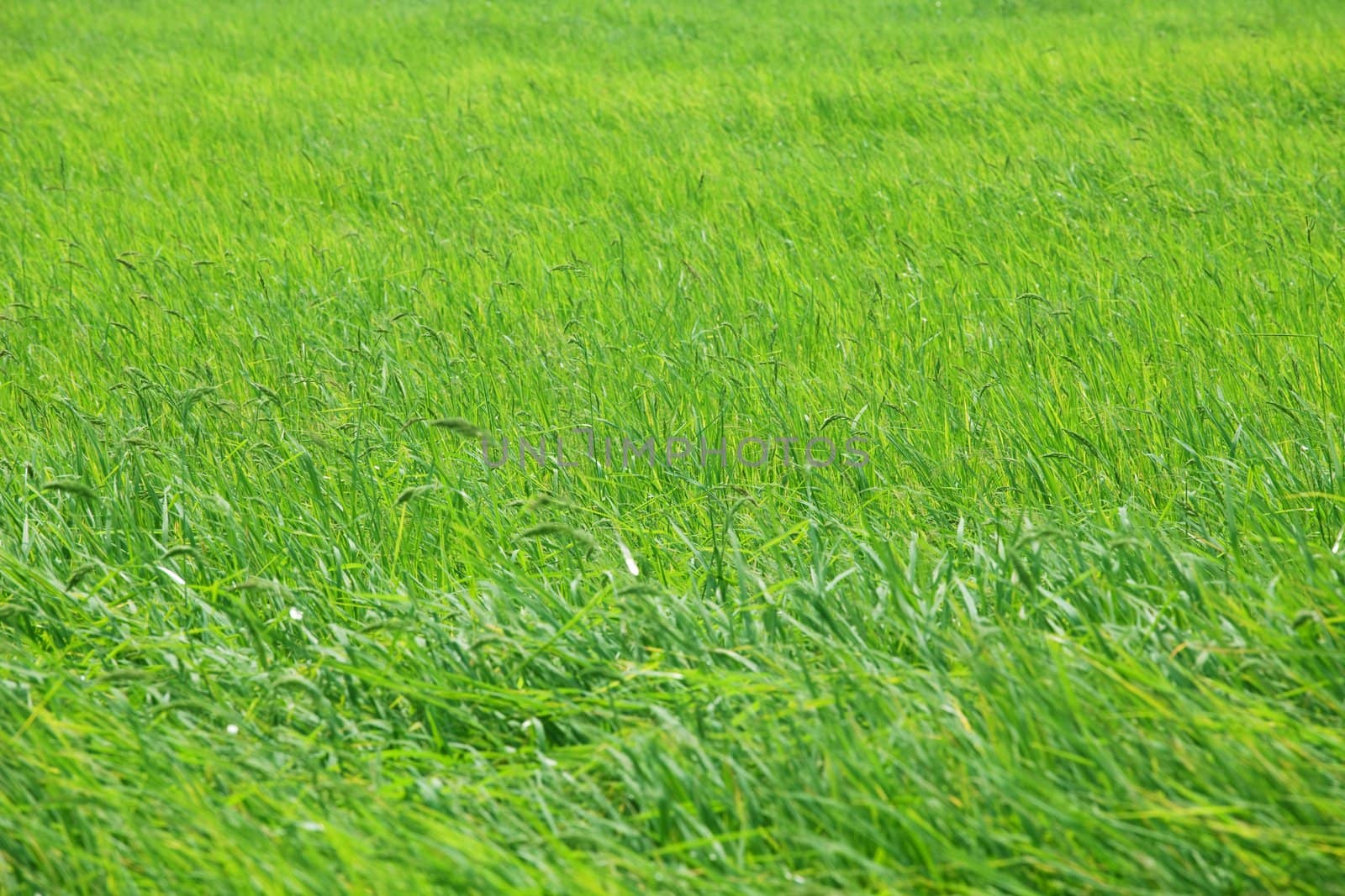 Rice field close up