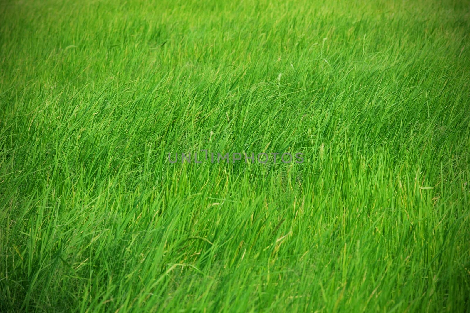 Rice field with wind close up