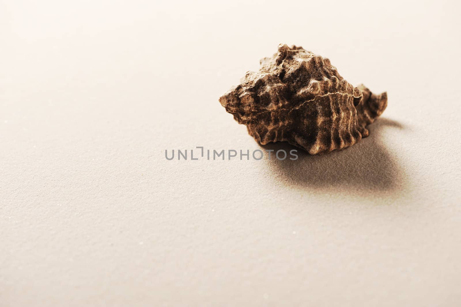 shells on beach sand with room for copy or text