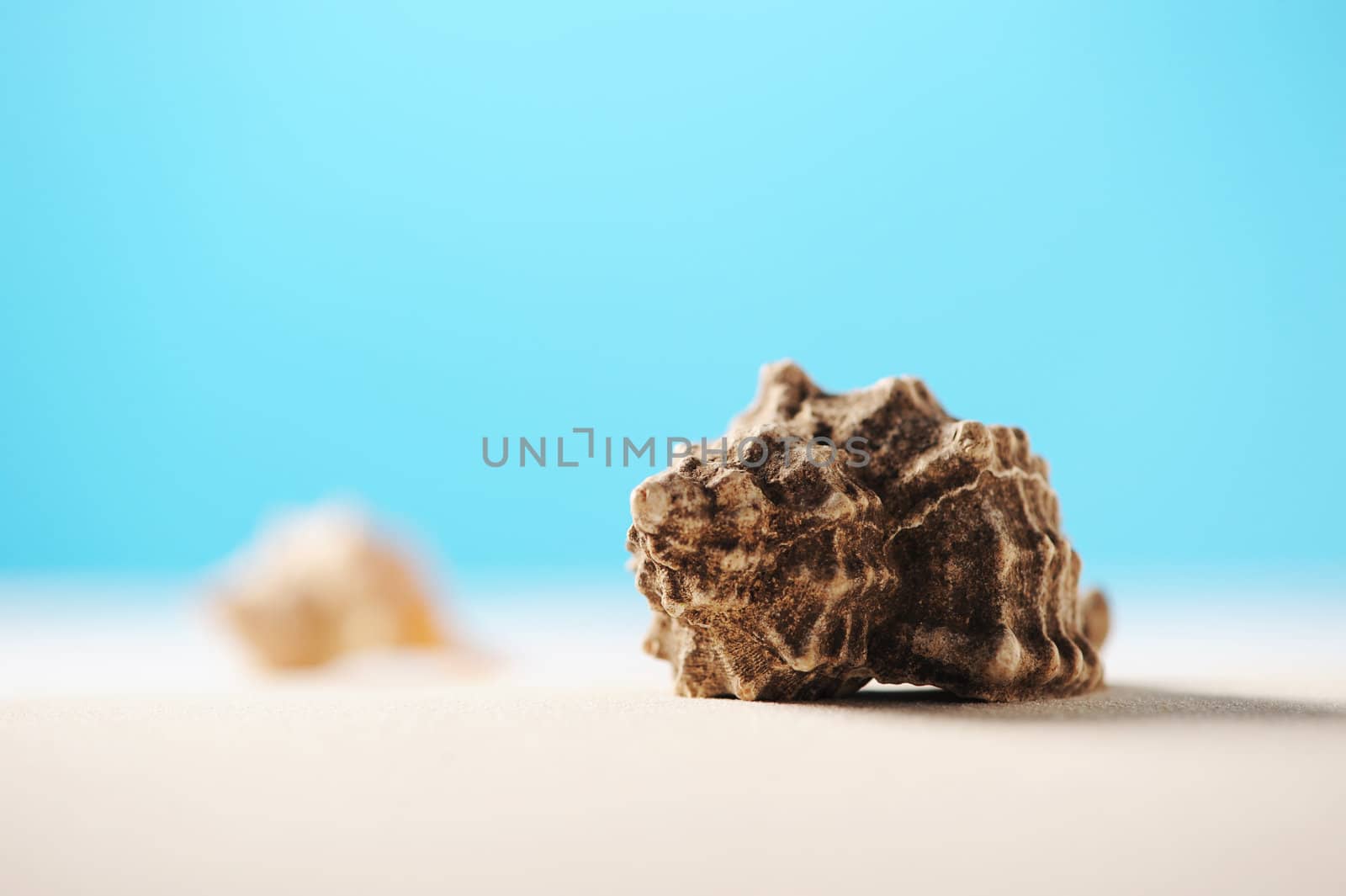 shells on beach sand with room for copy or text by stokkete