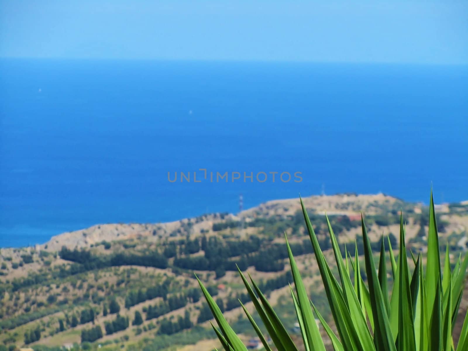 View of green palm strips with a sea background                               