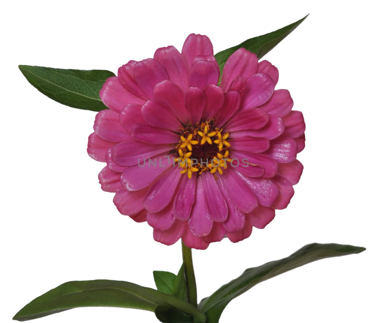 Flower Zinnia isolated by alexcoolok