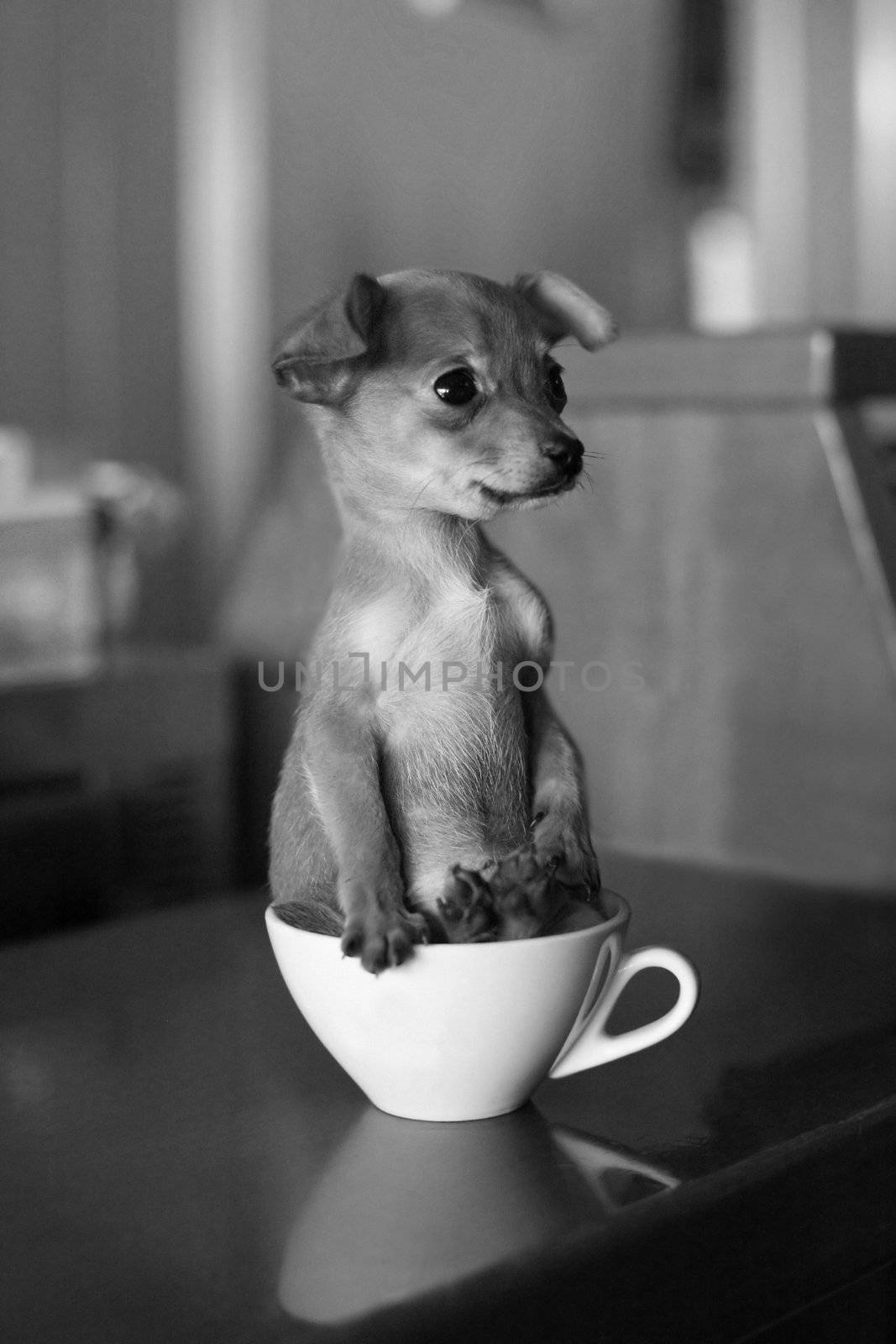 puppy dog in a cup of coffee