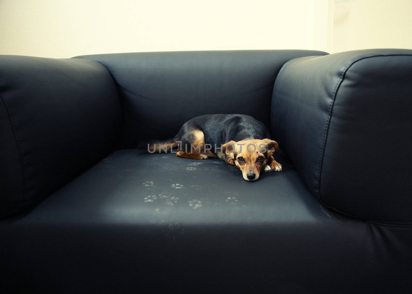 puppy dog rests in his chair, looking at camera Directly