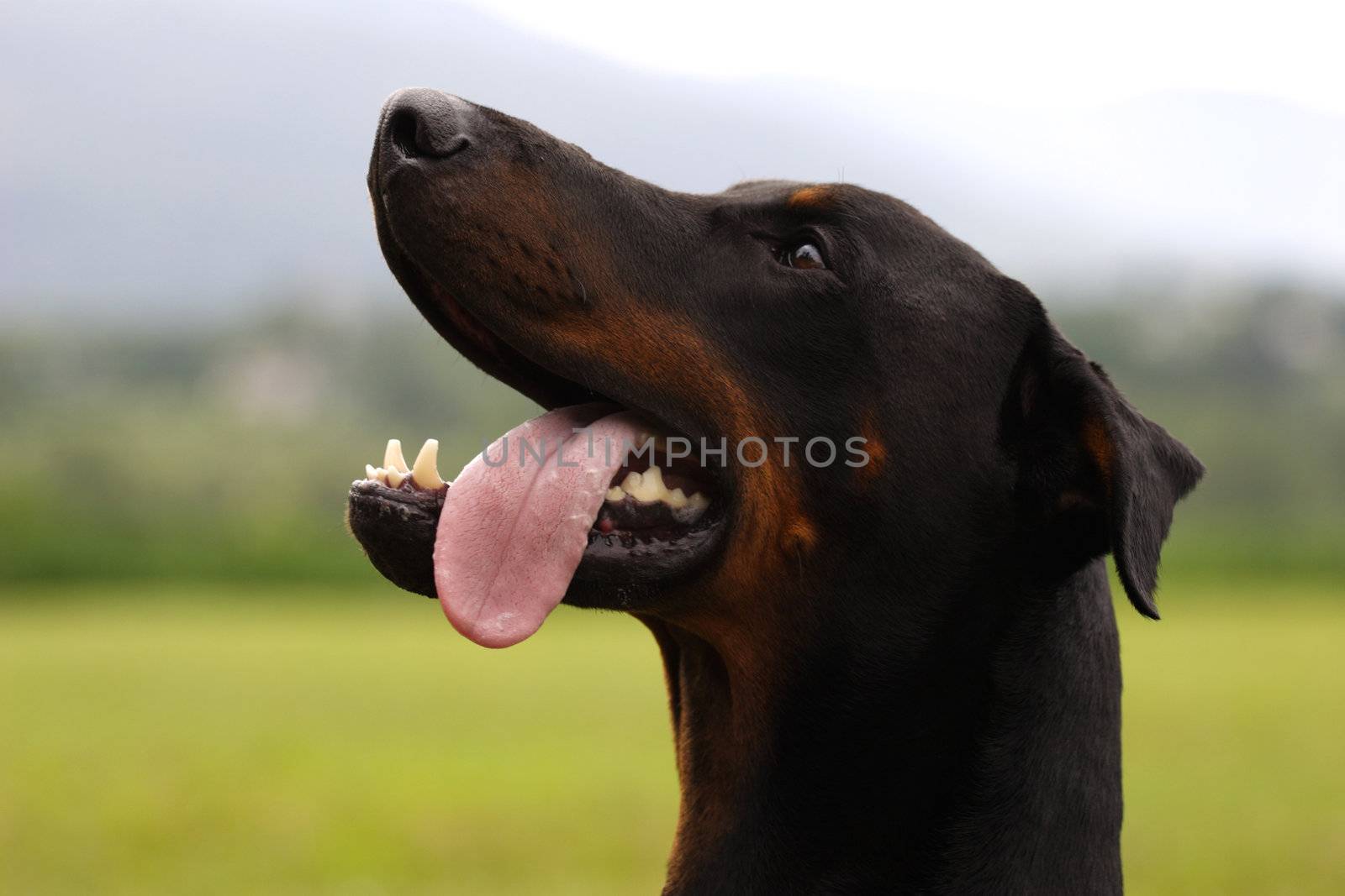 portrait of a dog, close up