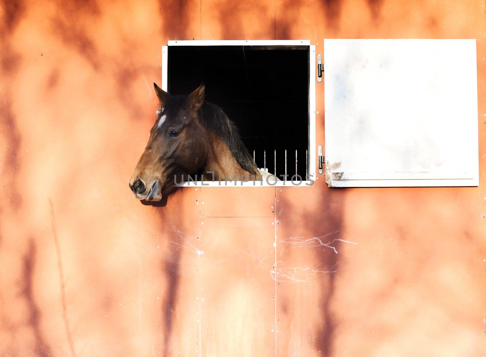 Horse in stable by stokkete