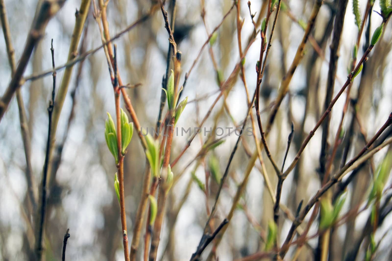 Spring green budding leaves between branches