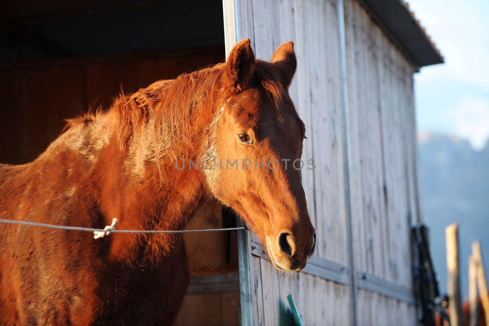 portrait of a horse in stable