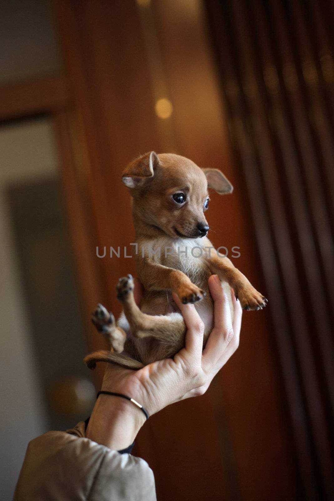 puppy dog in female hand