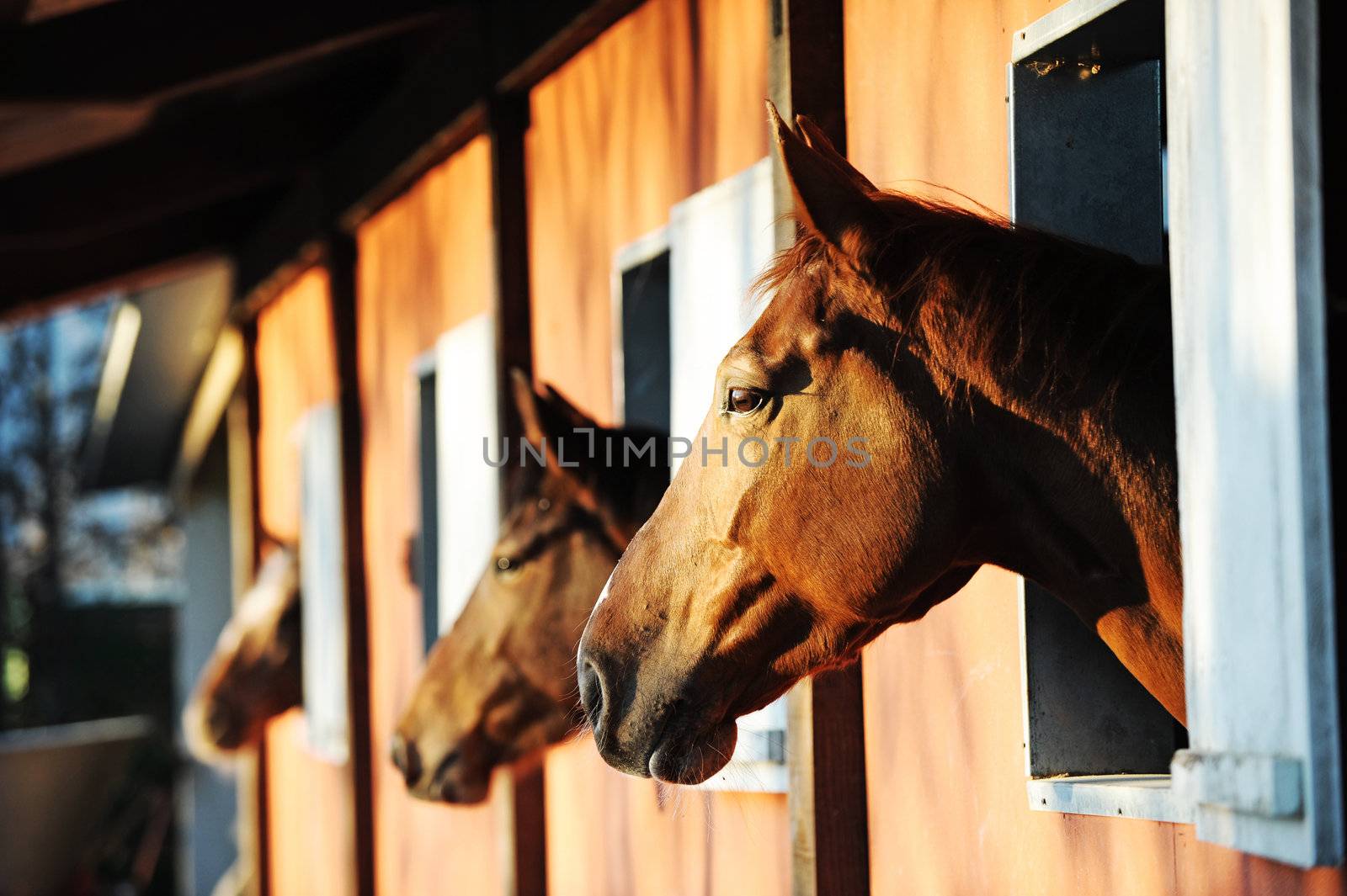 Three horses with the head outside of the stable. 