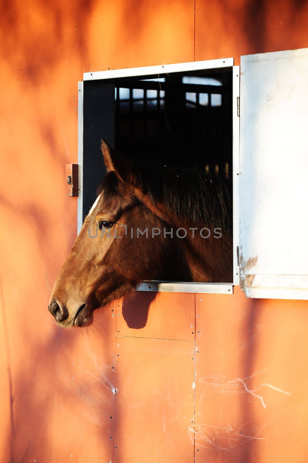 Horse in stable by stokkete