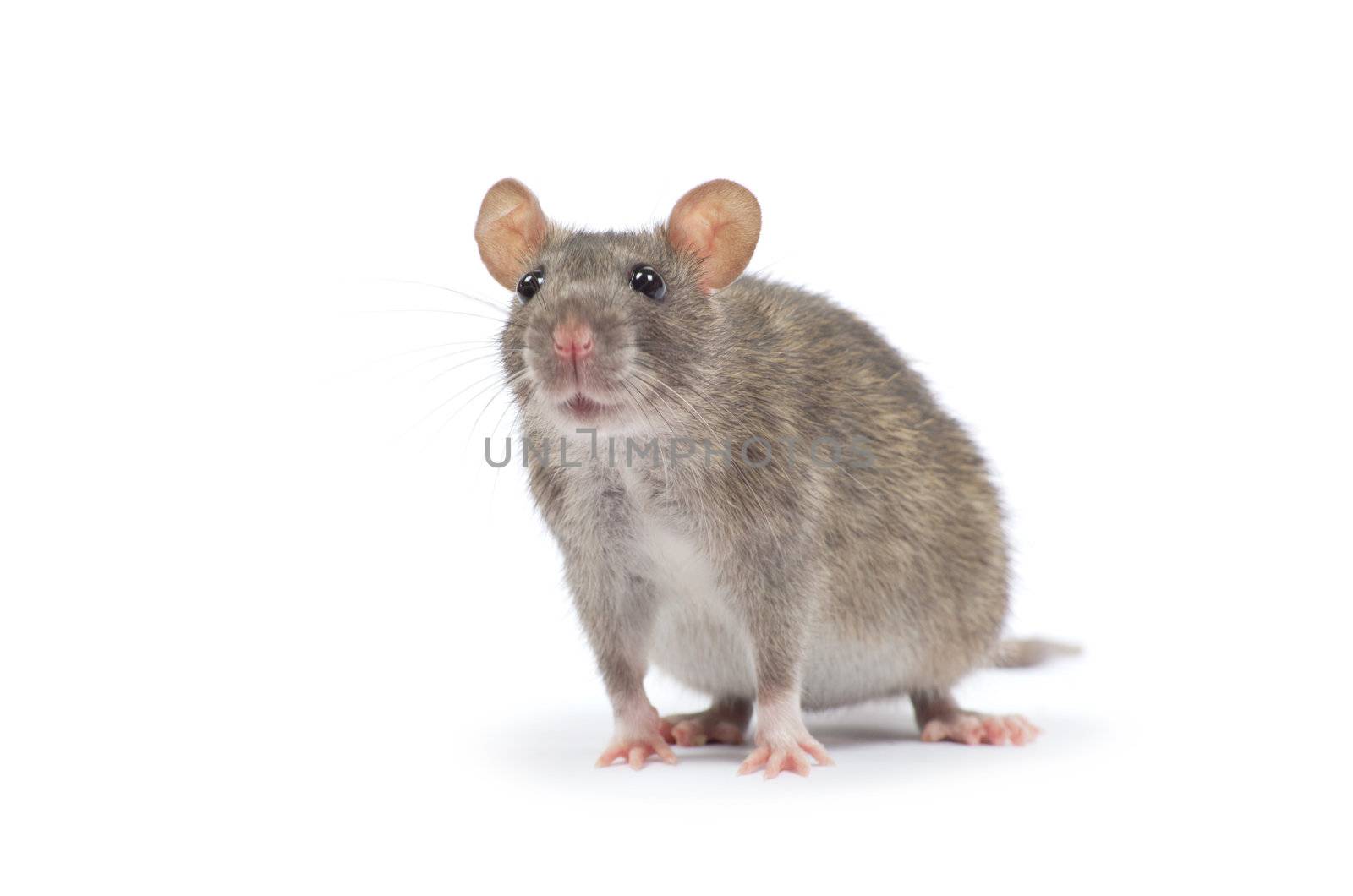 rat  isolated on white background