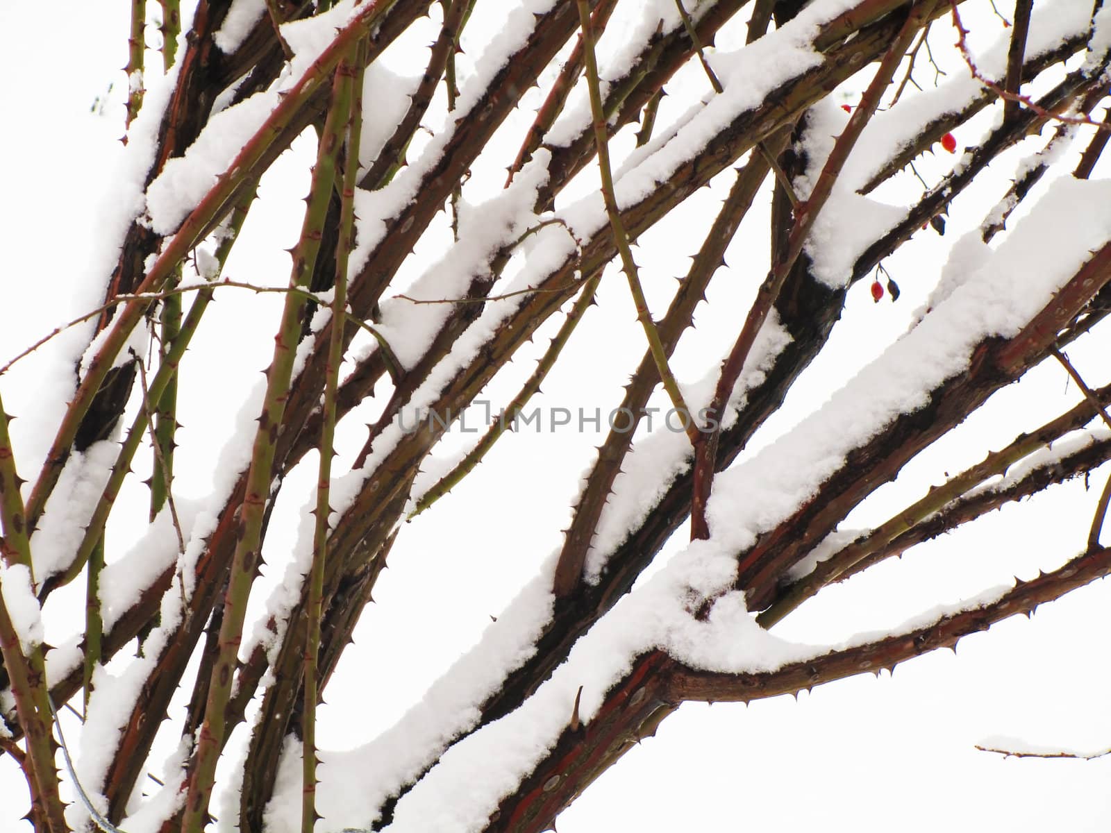 detailed view of snowy branches in a winter scenary                               