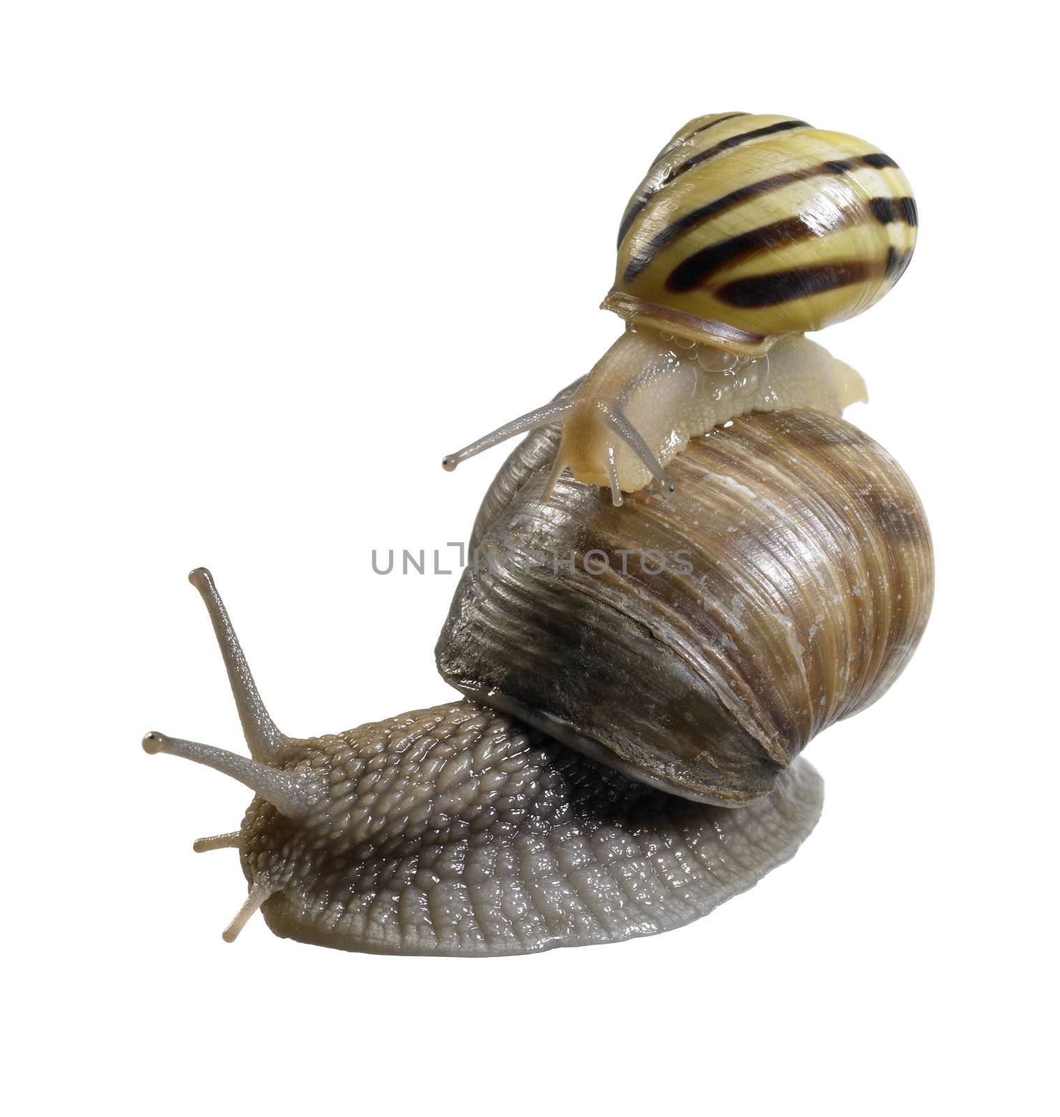 studio photography of a grove snail while riding on a grapevine snail  in white back