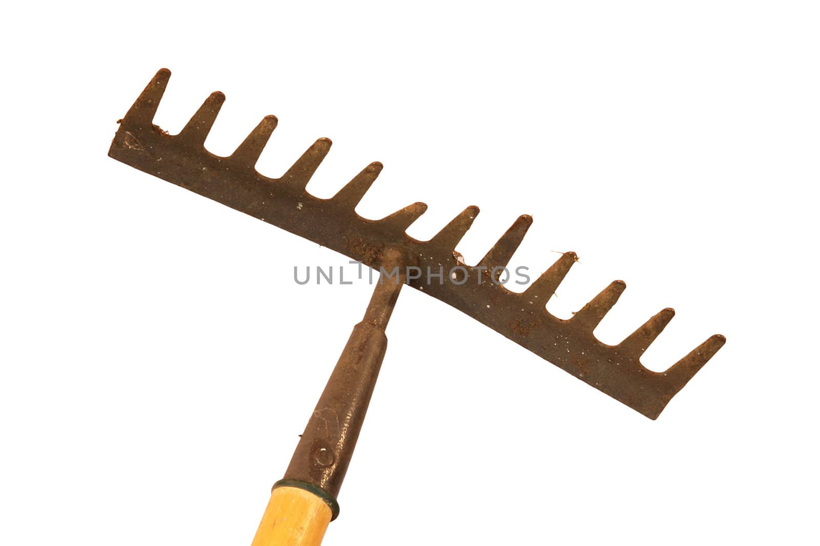 Old and rusty garden rake on a white background.