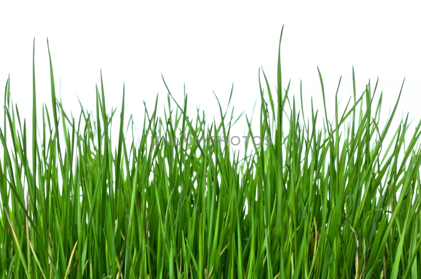 Green and lush grass on white background, horizontal composition