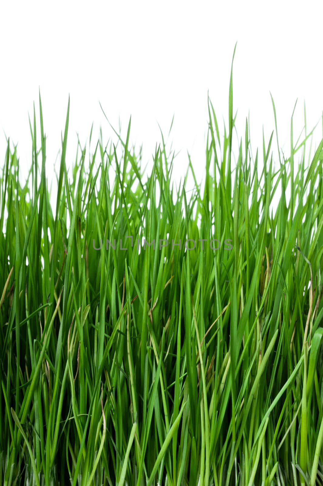 Green and lush grass on white background, vertical composition