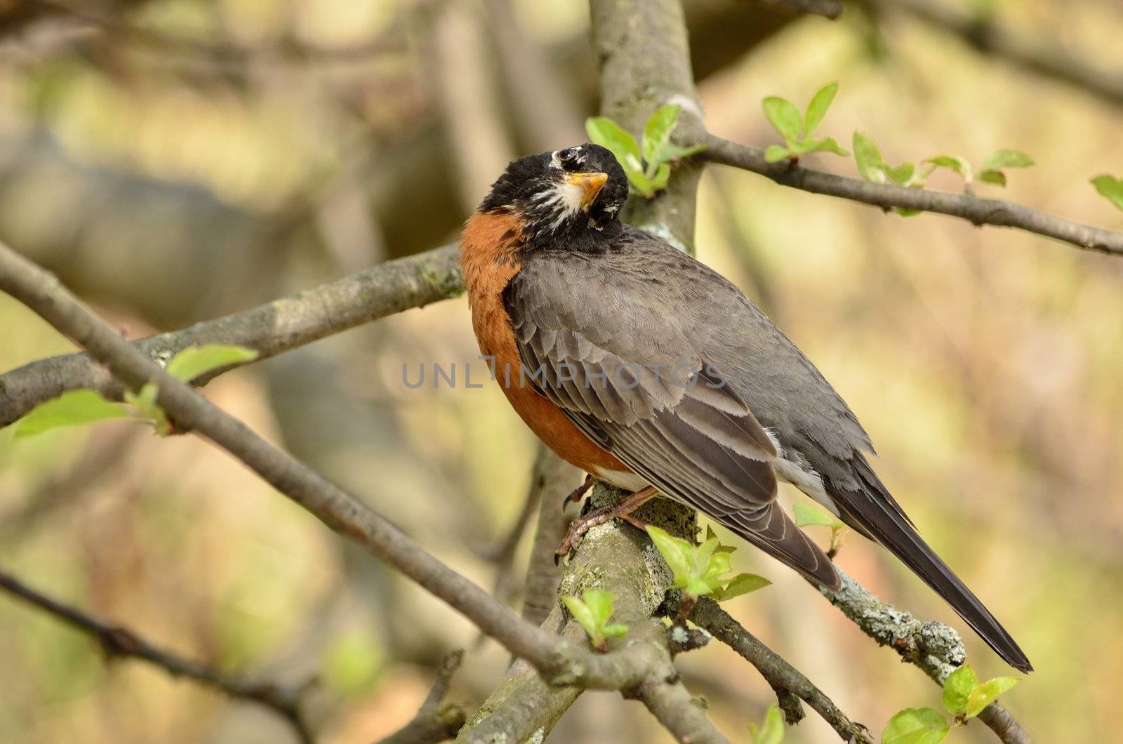 American Robin perched on a tree branch.