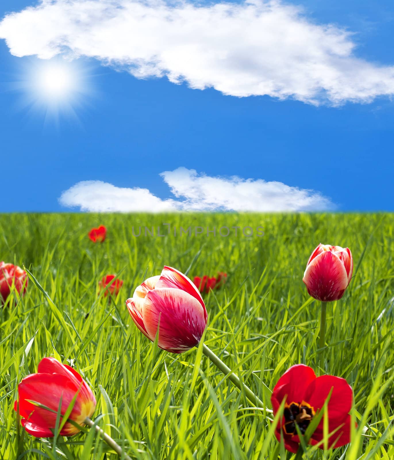 Spring tulips over green meadow by sergey150770SV