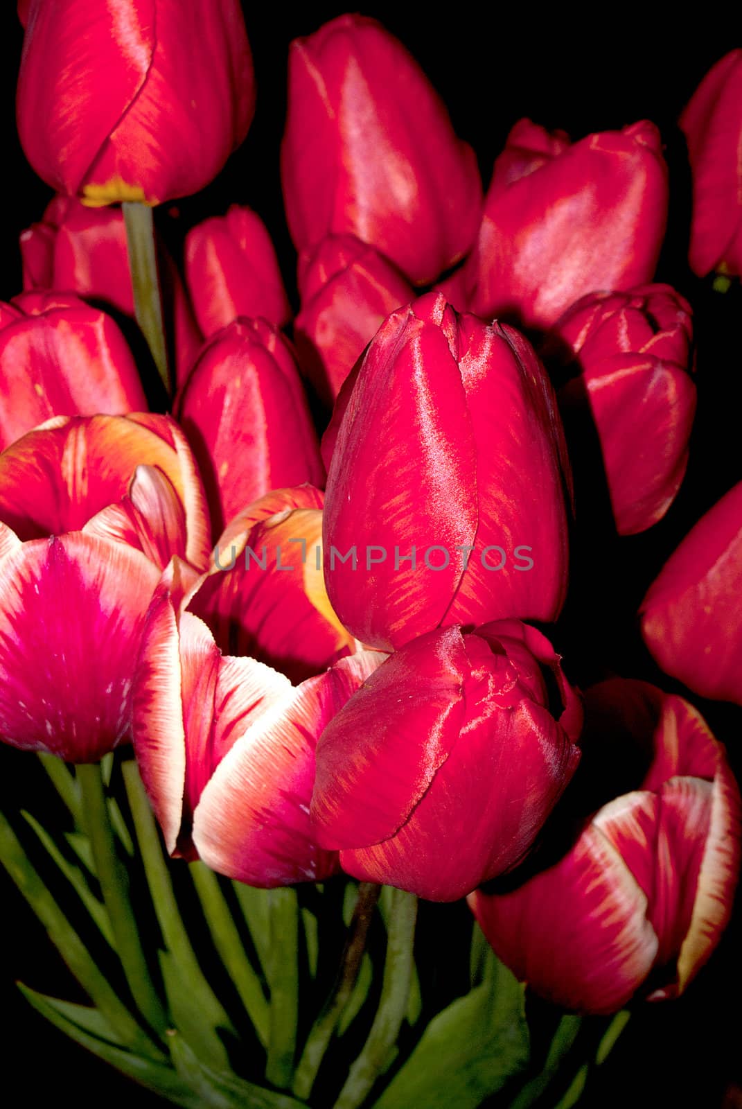 Spring tulips over black background by sergey150770SV
