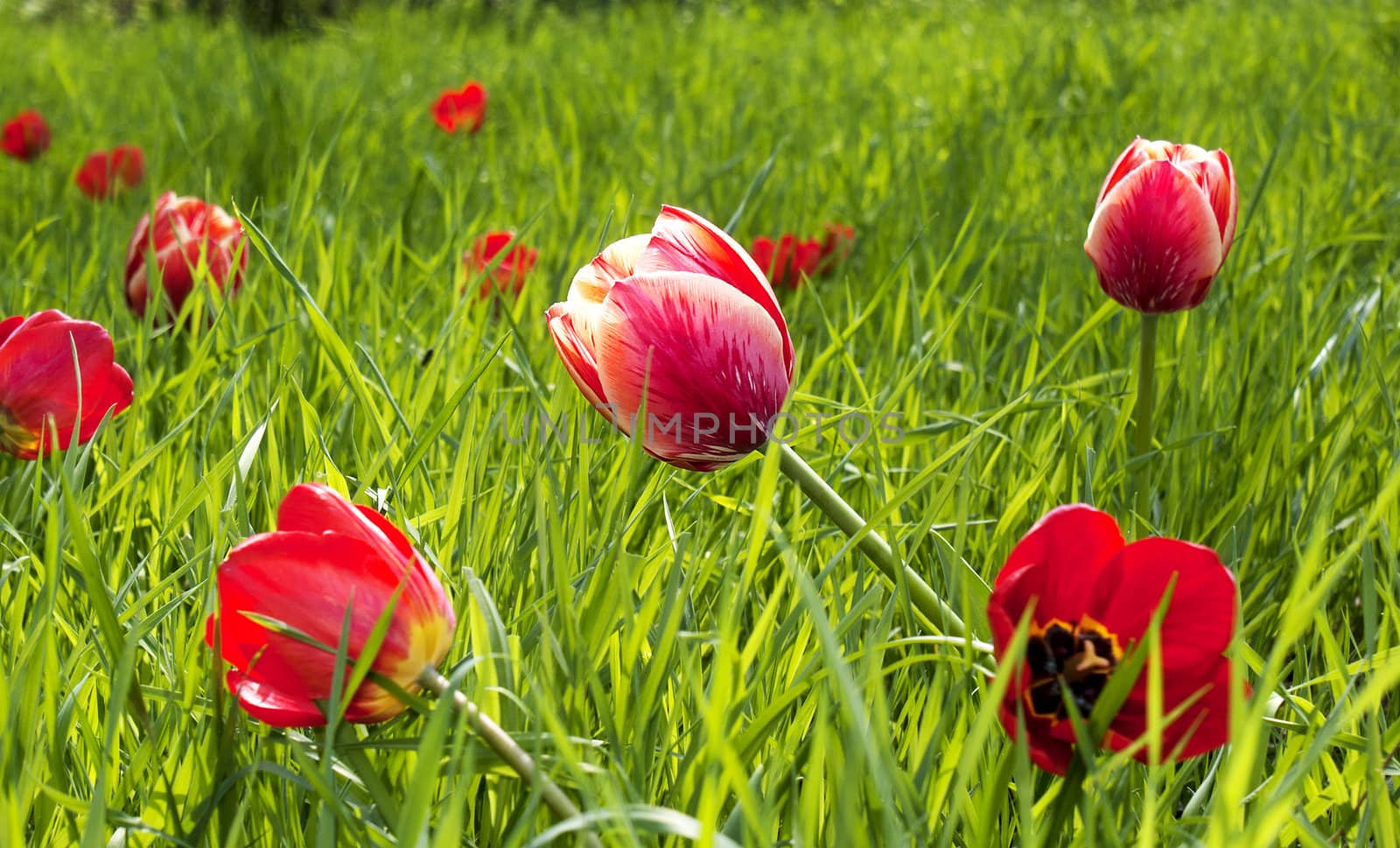 Spring tulips over green meadow by sergey150770SV