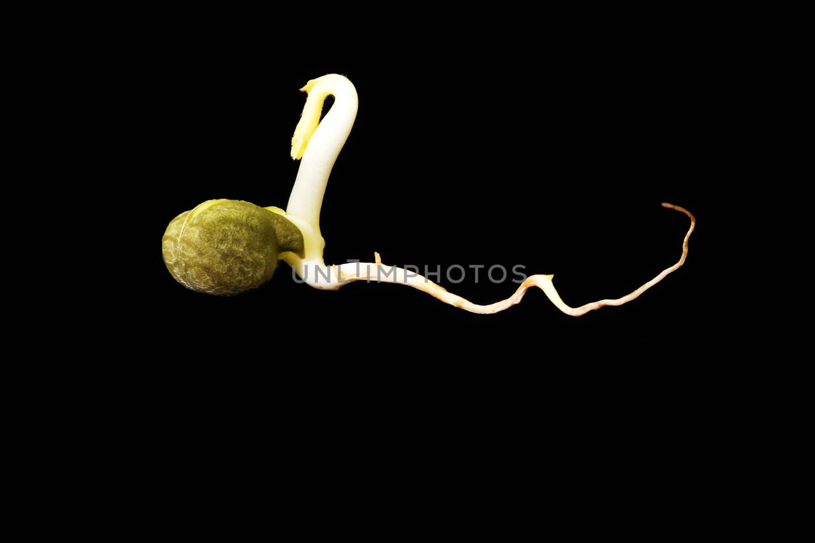 Closeup of a germinating chickpea seed