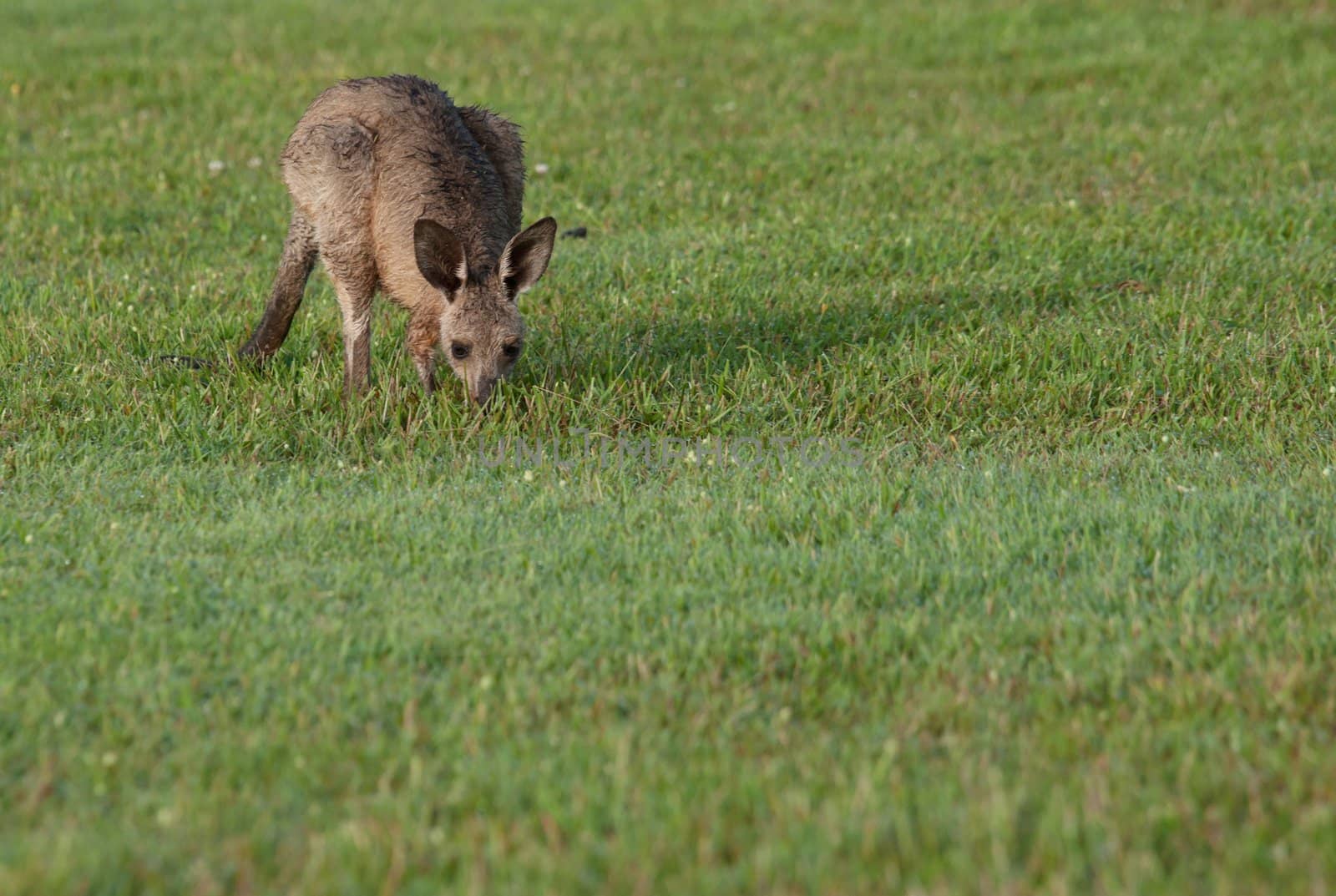 australian eastern grey kangaroos on the grass