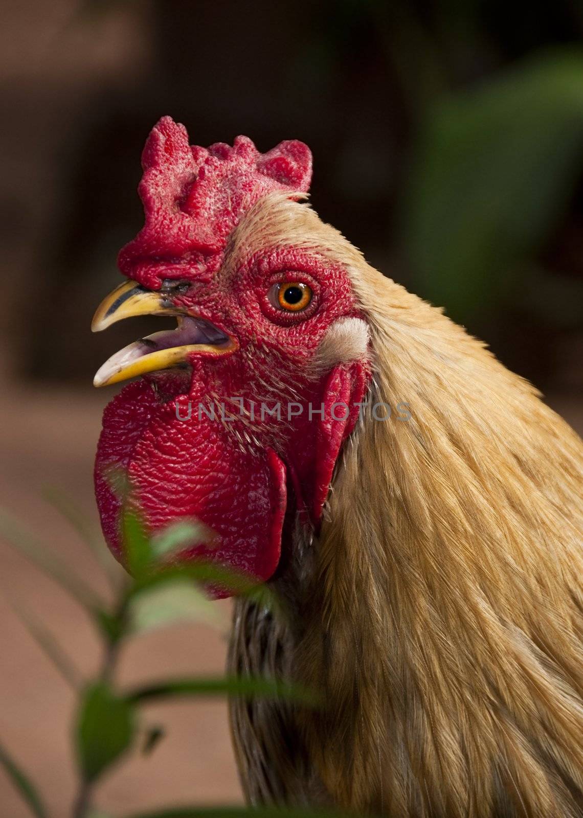 A rooster in Mali, Africa