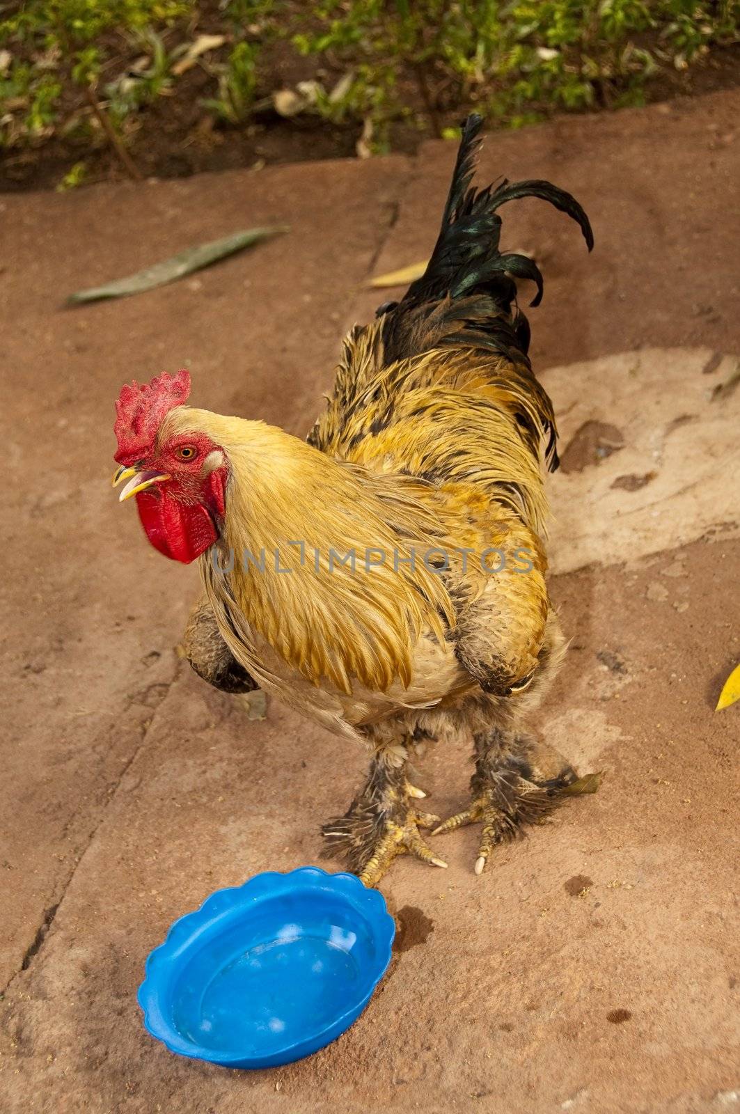 A rooster by dutourdumonde
