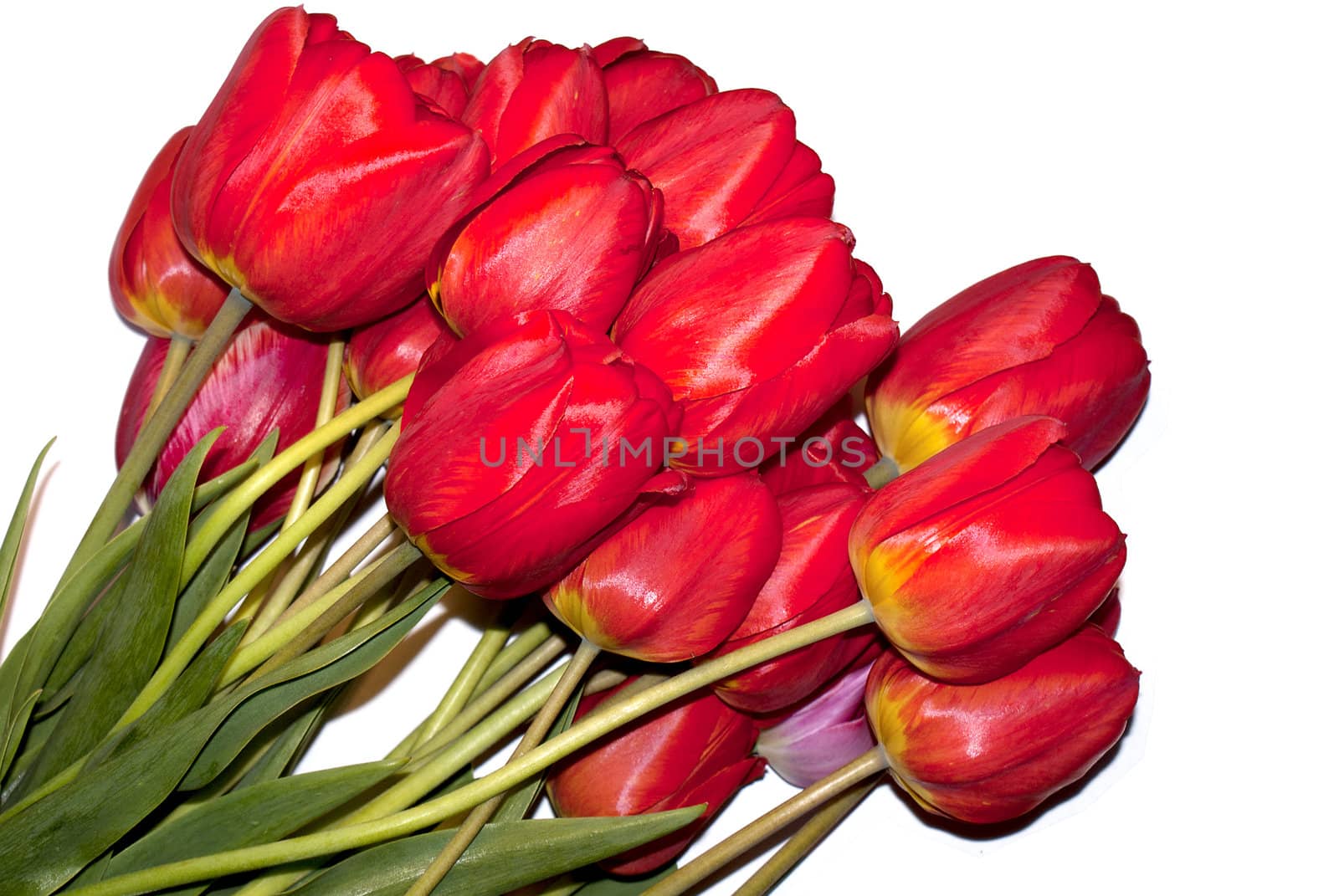 Spring tulips over white background