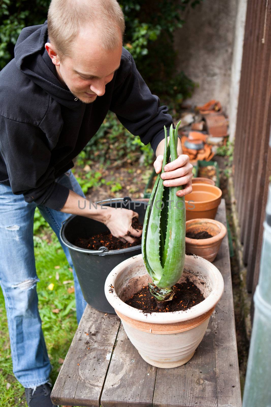 gardener repot young aloe vera plants in the garden