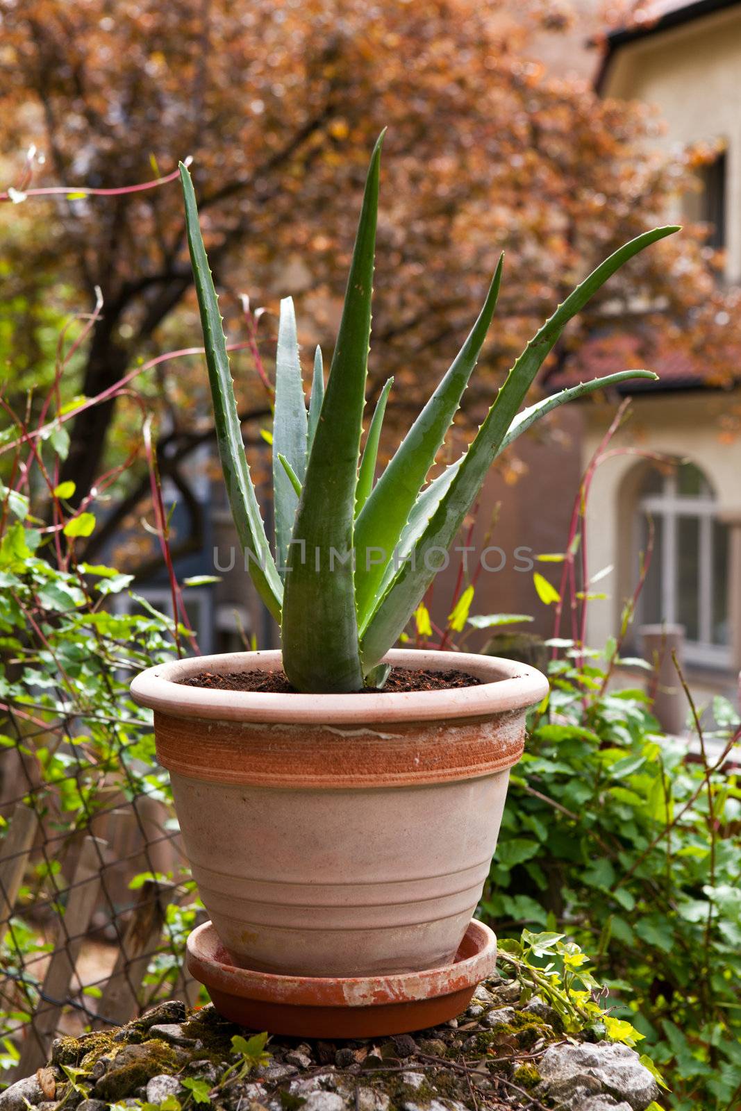 healthy aloe vera plant in the garden 