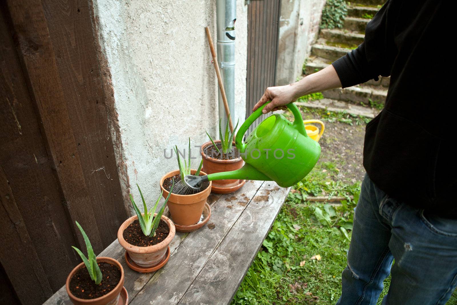 gardener repot young aloe vera plants in the garden