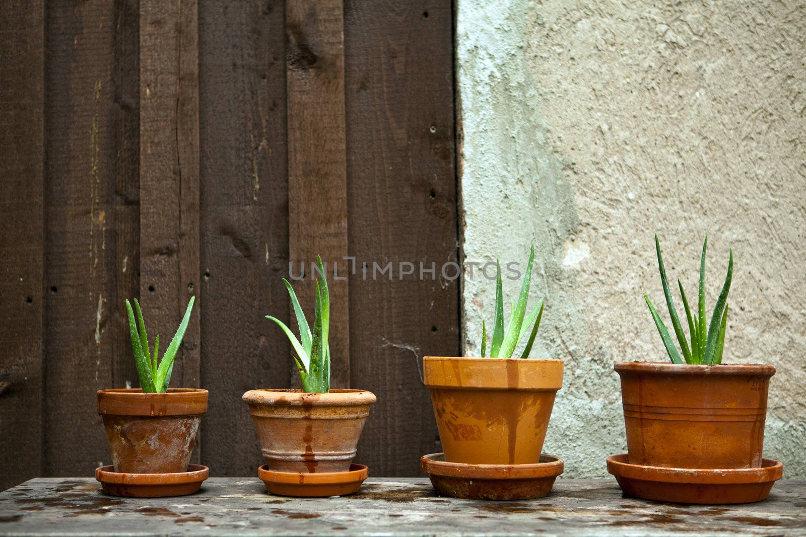 aloe vera plant in the garden  by juniart