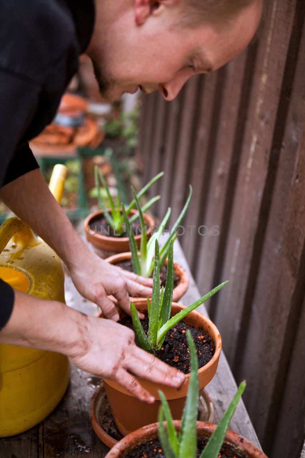 gardener repot young aloe vera plants in the garden
